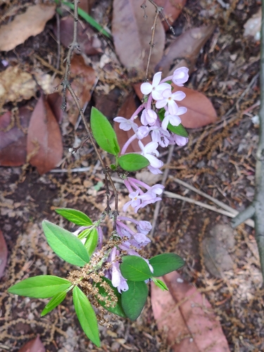 lilac daphne