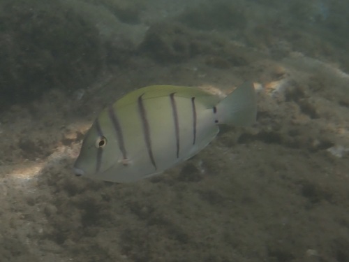 Acanthurus triostegus