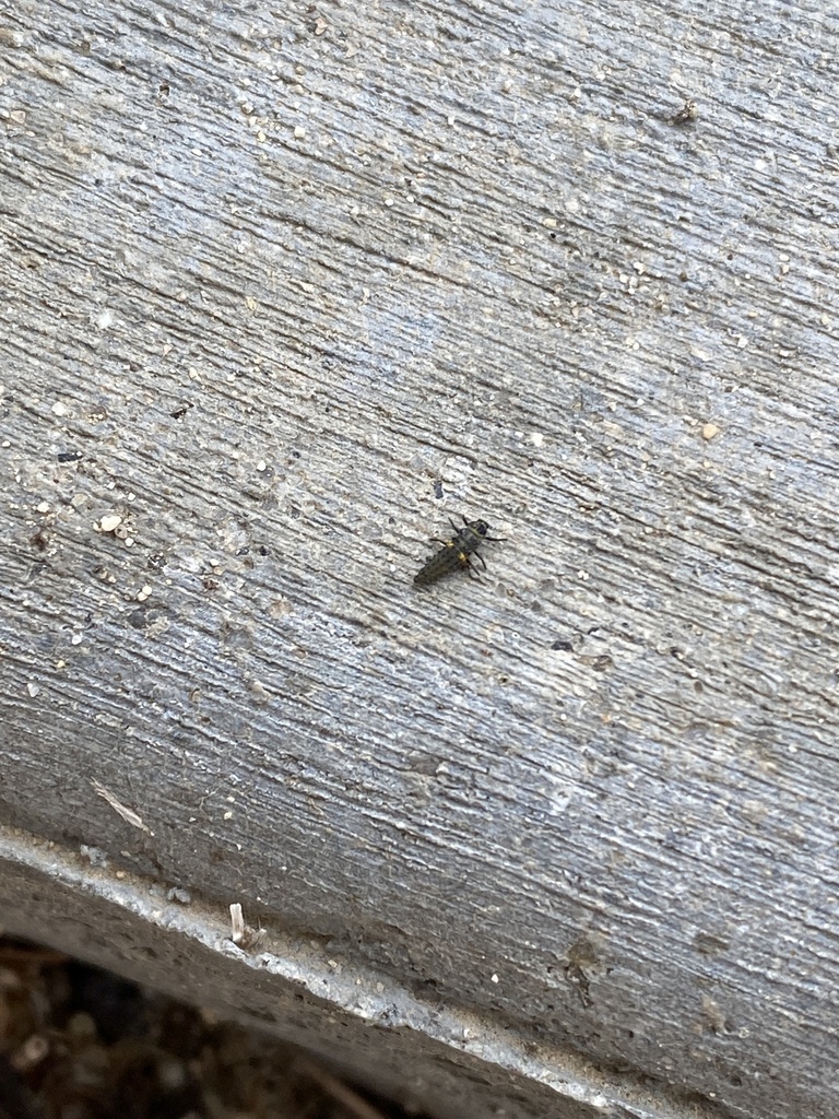 Lady Beetles from Naval Air Weapons Station - China Lake, Ridgecrest ...