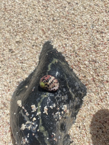 Nerita versicolor