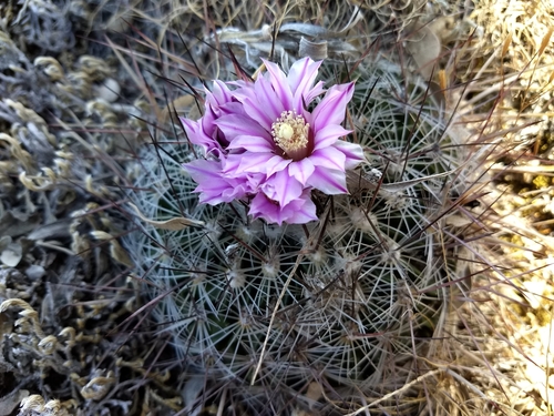 Echinofossulocactus ochoterenanus