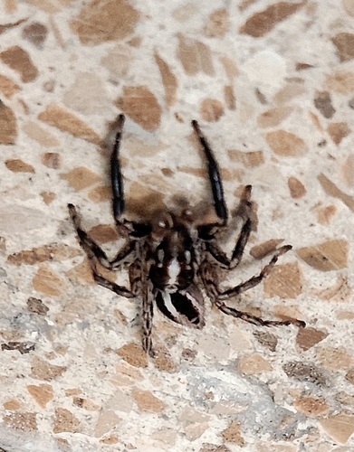 Pantropical Jumping Spider