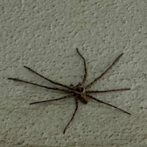 Pantropical Huntsman Spider