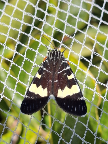 Australian Grapevine Moth