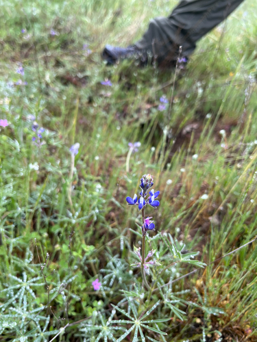 iNaturalist observation photo of Miniature Lupine