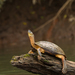 Black River Turtle - Photo (c) Jonathan Aguayo, all rights reserved, uploaded by Jonathan Aguayo