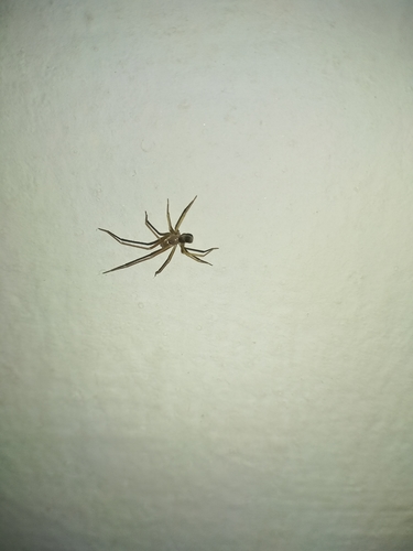 Pikelinia pallida · iNaturalist