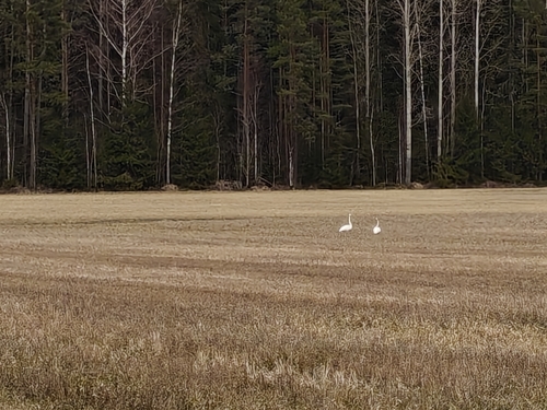 Whooper Swan