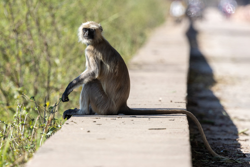 Bengal Sacred Langur