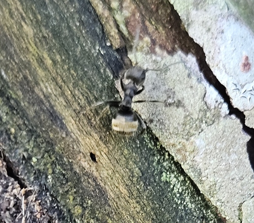 Dolichoderus bispinosus
