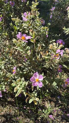 Avistamiento Cistus albidus