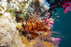 Spotfin Lionfish