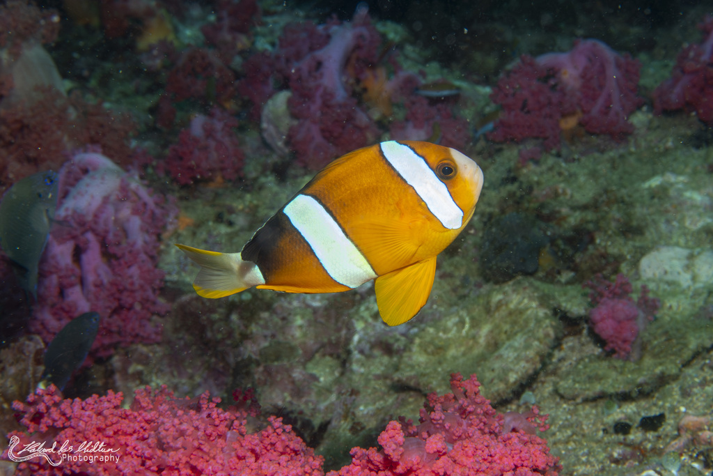 Clark's anemonefish