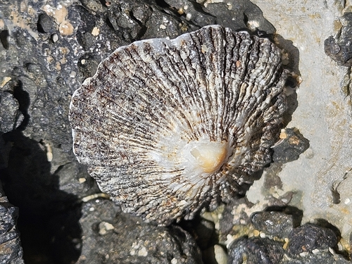 Patella aspera