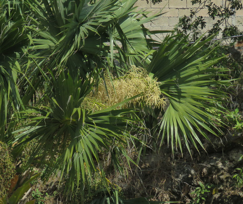 Mexican Palmetto