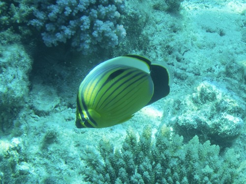 Chaetodon austriacus