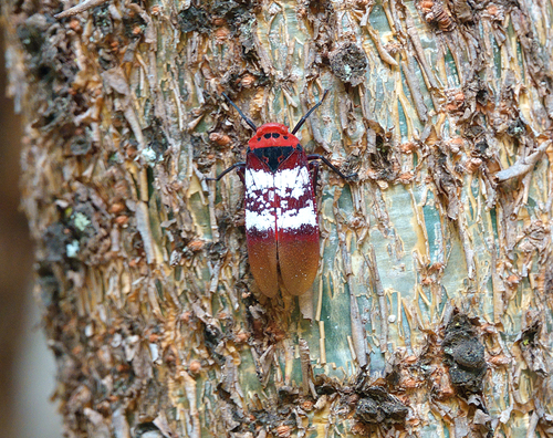 Metaphaena cristata