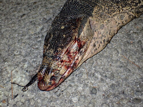 Indomalayan Water Monitor