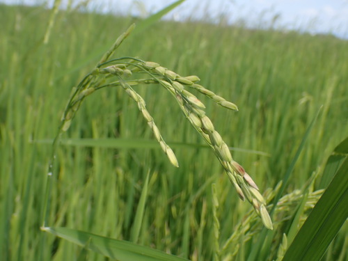 Asian Rice