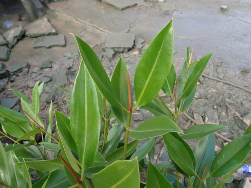 Tall-stilt Mangrove