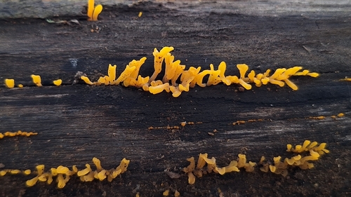 Fan-shaped Jelly Fungus