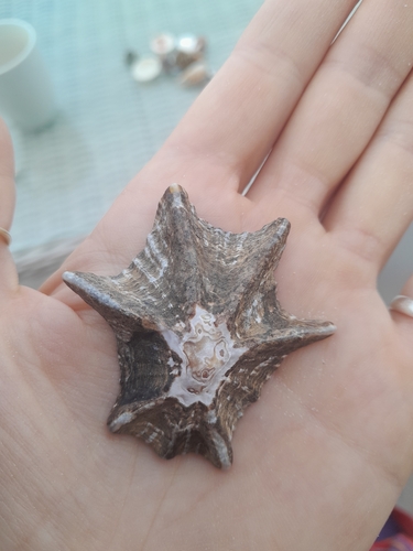 Scutellastra longicosta