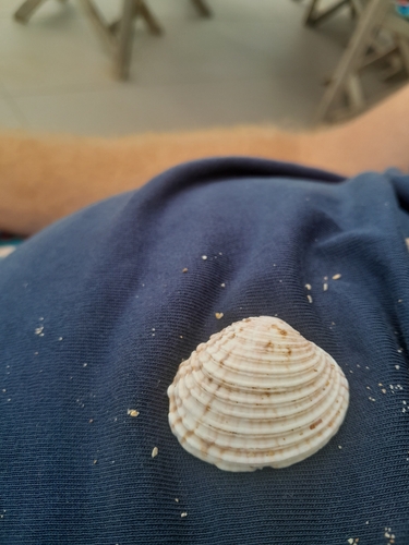 Venus verrucosa