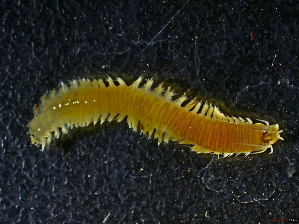 Ragworms and Allies from Priyadarshini Park on March 24, 2026 at 08:07 ...