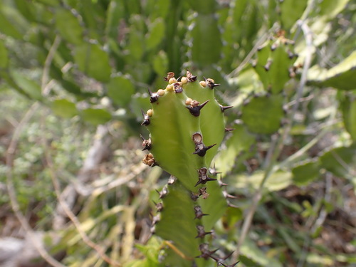 antique spurge