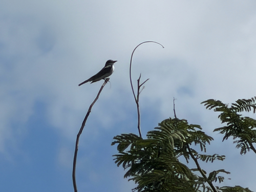 Gray Kingbird