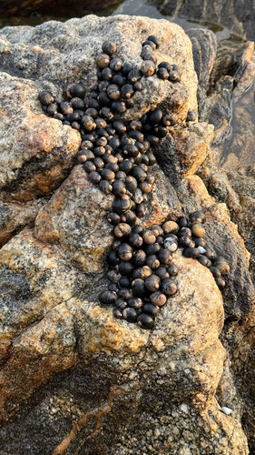 Nerita scabricosta