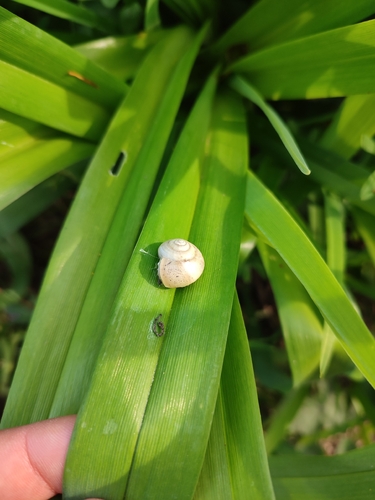 Fruticicola fruticum