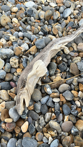 Scyliorhinus canicula
