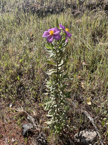Avistamiento Cistus albidus