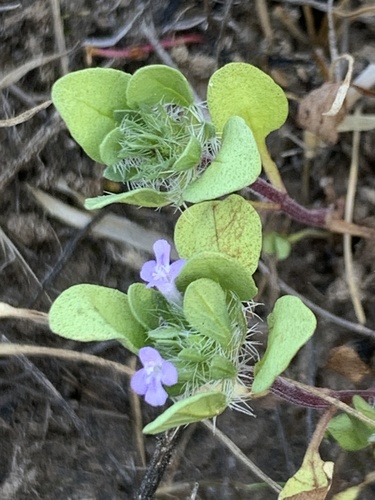 iNaturalist observation photo of Sacramento beardstyle