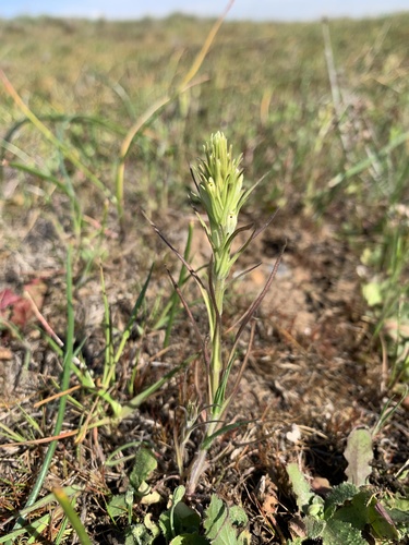 iNaturalist observation photo of valley tassels
