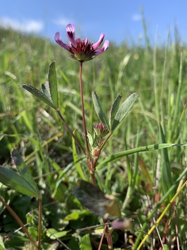 iNaturalist observation photo of tomcat clover