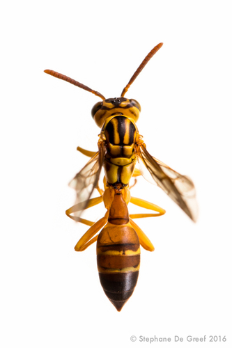 Agelaia melanopyga image