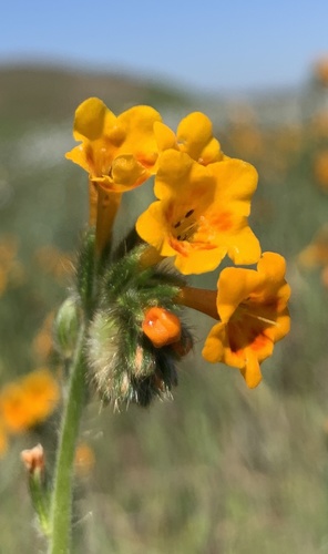 iNaturalist observation photo of Eastwood's fiddleneck