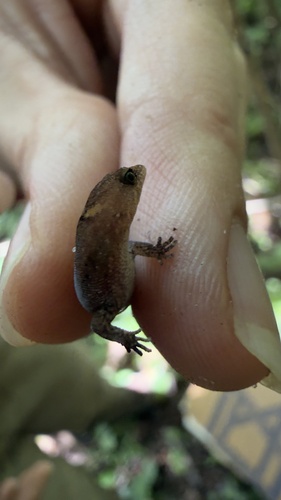 Meridian Gecko