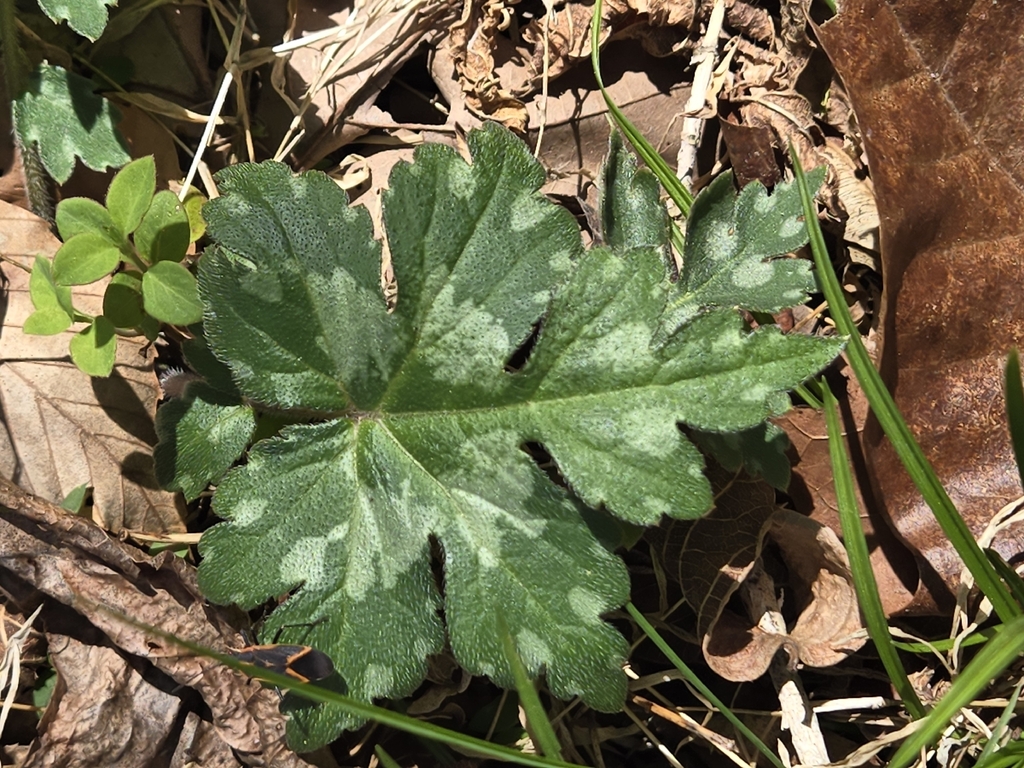 Broad-leaf Waterleaf from Martinsville, VA 24112, USA on March 29, 2026 ...