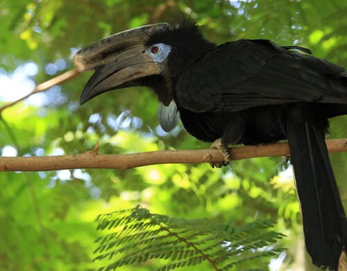 Black-casqued Hornbill
