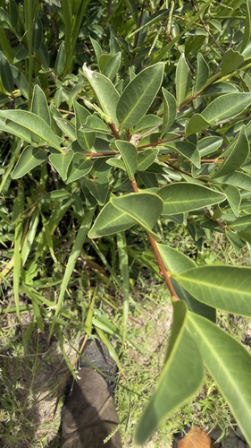 Eugenia punicifolia