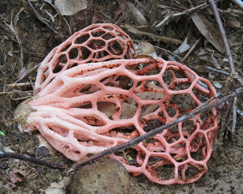 Clathrus natalensis