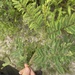 Acacia flava