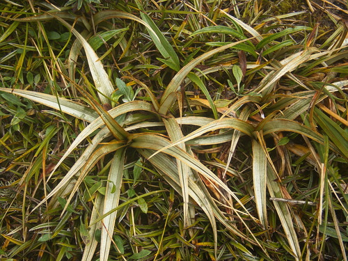 Astelia nivicola Cockayne ex Cheeseman