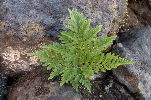 Davallia canariensis