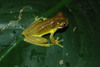 Hispaniolan Yellow Tree Frog - Photo (c) Moises, all rights reserved