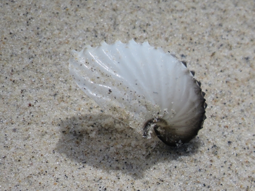 Greater Argonaut