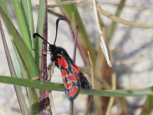 Zygaena orana
